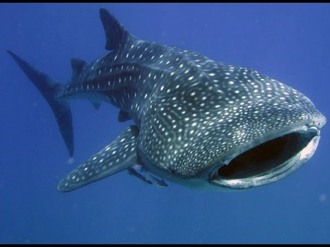 This Dude Jumped Off A Boat To Take A Ride On Whale Shark