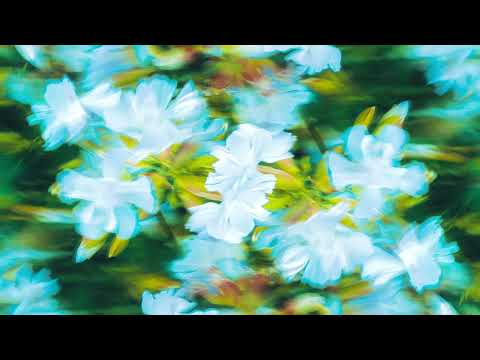 Tim Enso, Beacon Bloom - Fallen Flower