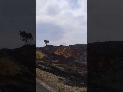 They are burning all the native vegetation and animals are being killed in Brazil, Marília SAO PAULO