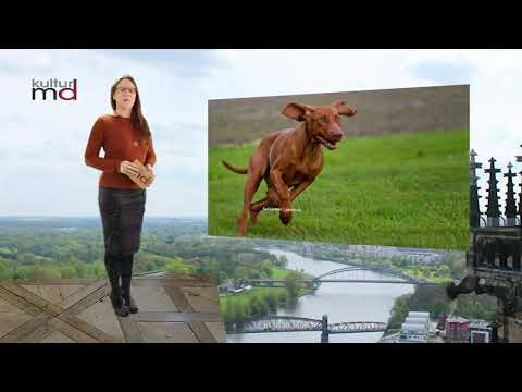 110521 Hunde Kontrolle MD