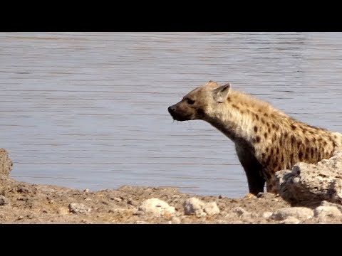 Hyena mating in the waterhole  - Etosha Pan