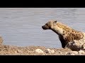 Hyena Mating In The Waterhole Etosha Pan