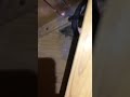 Bats in the attic - TheSquirrelGuys Bats in the attic