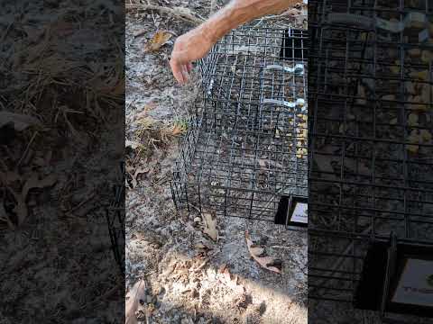 The Chipmunkinator - Multi-Catch Live Trap Works