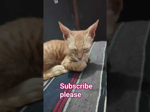 my cat sleeping peacefully #golden cat #funny cat #cat fuun moment #cat moments