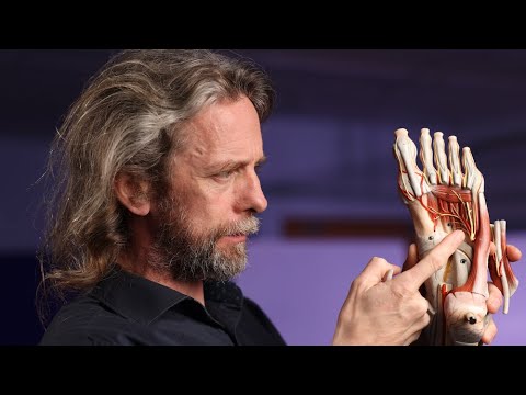 Arteries of the foot