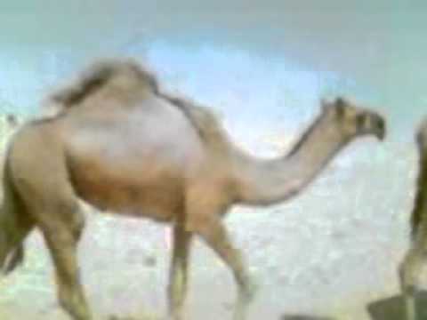 Giobia - Orange Camel