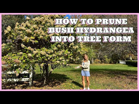 , title : 'How to Prune a Shrub Hydrangea Into a Tree Form'