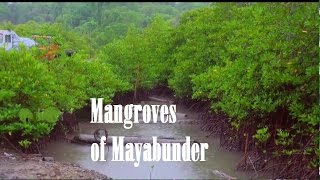 Mangrove forest in Mayabunder
