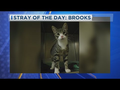 Stray Of The Day: Brooks 9-26-25 - YouTube