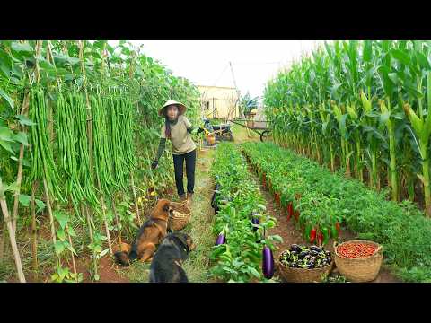 Harvest: Green Beans, Sticky Corn, Kale, Chili, Mugwort To Sell At The Market, Daily Life On My Farm
