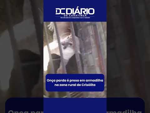 Onça parda é presa em armadilha na zona rural de Crisólita