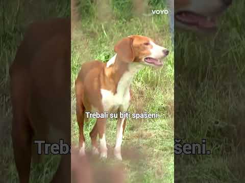 Trebali su biti spašeni, umjesto toga ugibali su od gladi: Pronađeno 15 mrtvih pasa