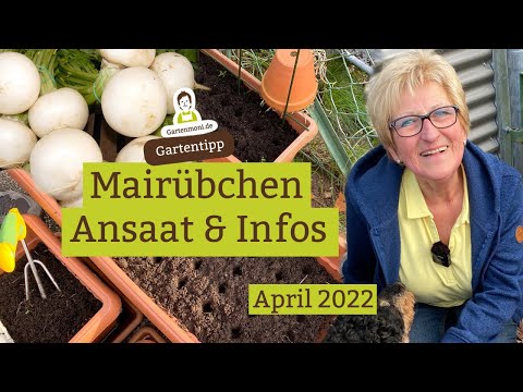 Kennst du Mairübchen? Mairübchen im Kübel ansäen - Infos und Eigenschaften