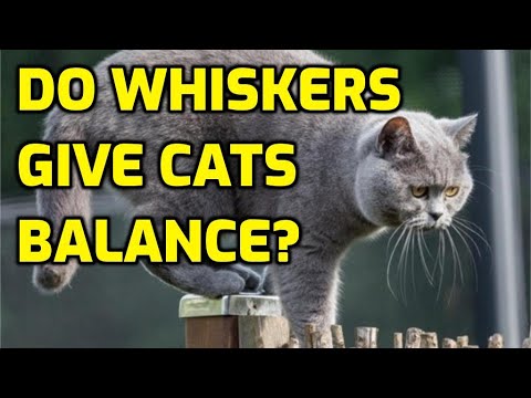 Do Cats Whiskers Affect Their Balance?