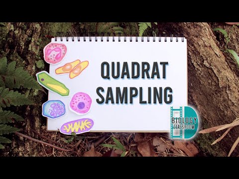 A-Level Biology - quadrat sampling