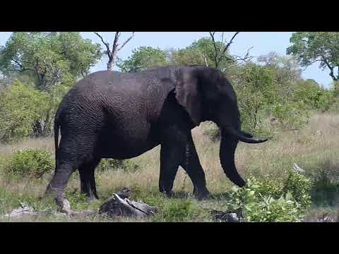 Djuma: Lone Elephant bull - 13:54 - 10/25/20