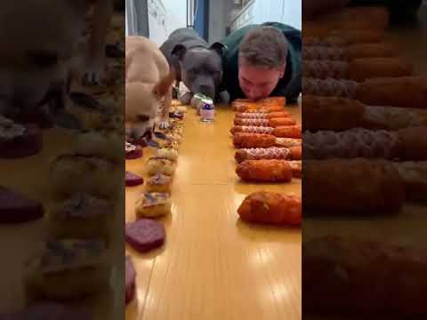 The Sushi vs Meat Challenge! 🍱#dog #funny #eatingchallenge #chihuahua #pets