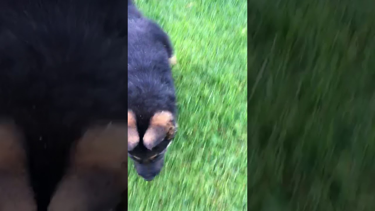 Watch Camada Pastor Alemán (El Rincón del Gejo) Now Camada Pastor Alemán (El Rincón del Gejo)