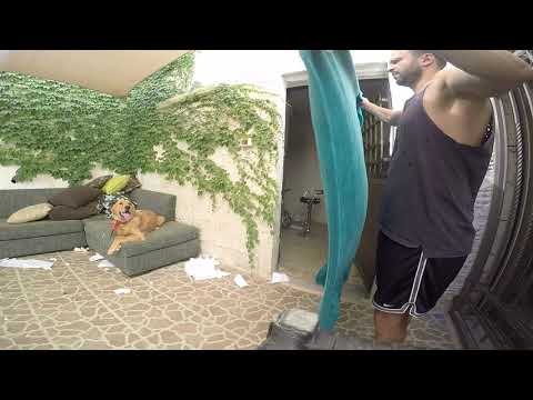 Dog's reaction to magic trick