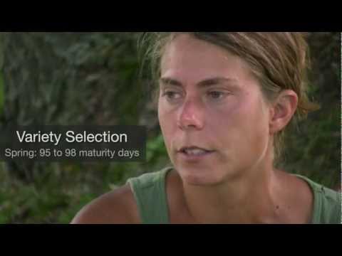 Growing Canola for Biodiesel