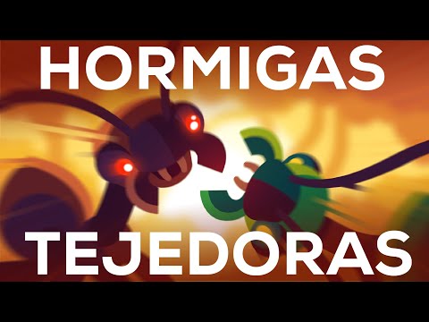 Los beligerantes reinos de las hormigas tejedoras