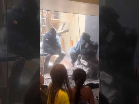 Wyd if you&rsquo;re the zookeeper