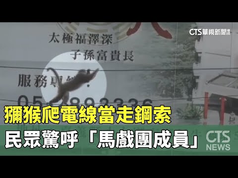 獼猴爬電線當走鋼索　民眾驚呼「馬戲團成員」