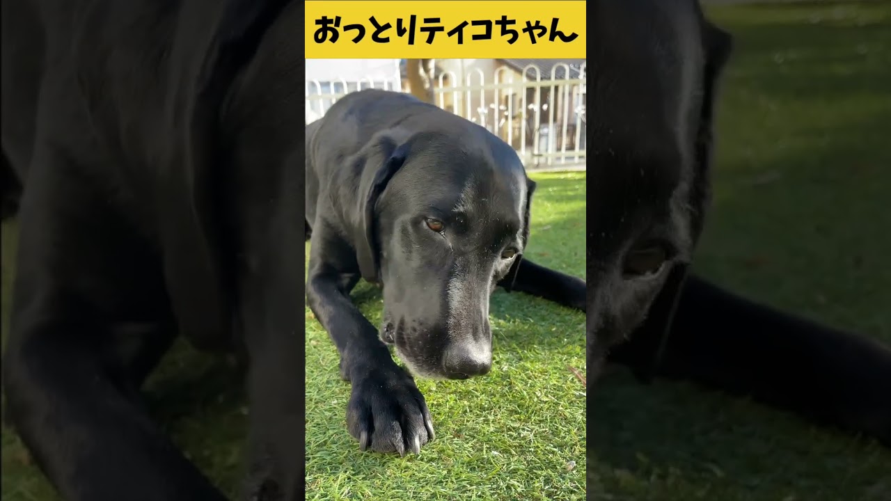 【ASMR おっとりティコちゃん32】鴨の頭をボリボリ食べるおっとりティコちゃんの咀嚼音/Raw Feeding Dogs asmr#ティコレミ #爆速レミちゃん #asmr #咀嚼音