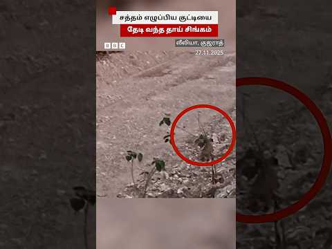 தாயை பிரிந்த 2 மாத குட்டி சிங்கம் மீண்டும் தாயுடன் இணைந்த தருணம்