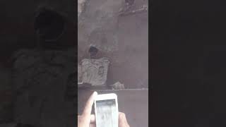 preview picture of video 'White rat in Karni Mata temple, Deshnok, Bikaner'