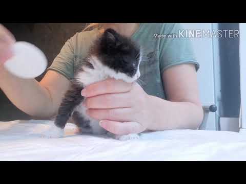 Как выкормить котёнка. How to Feed a Baby Kitten Without a Mother.