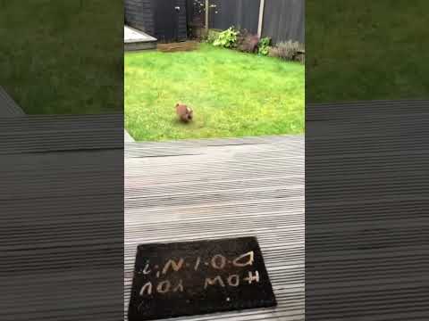 Cute fur goblin though 🥺 #pomeranian #dog #pomdog #cute #pomeranianlovers