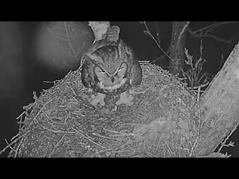 180110 Great Horned Owl Nest 2 Inspection
