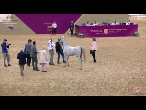 N 54 SAFIYA AL RAYYAN   10th Qatar International Arabian Peninsula Horse Show 2020   3 Years Old