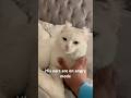 Pookies Ears Are On Angry Mode Music Memes Beats Funny Bonkers Thestupids Funniestvideo