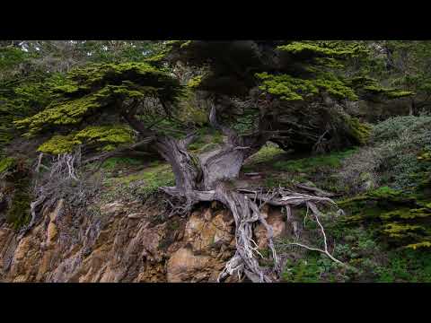 RNK - Cosmic Seeds [Zenonesque / Psygressive] • DJ-Set • 2O23