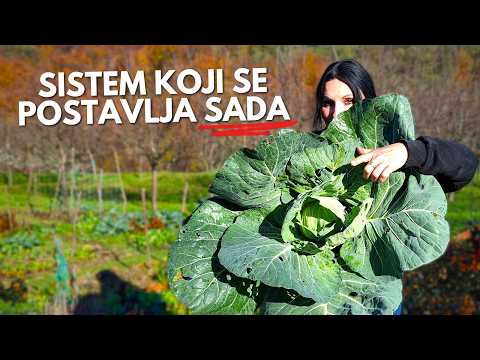 How I Grow CABBAGE Without Losses from Pests, Flea Beetles, and Aphids?