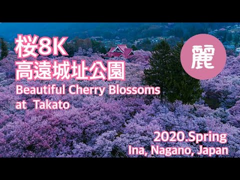 【天下第一の桜チャンネル＃２ 麗】高遠城址公園の桜2020 ８K映像 「麗」～ “Takato Castle Site Park” 2020  Beautiful Cherry Blossoms ～