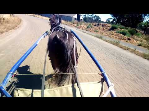 Betterthancheddar   Yearling pacing