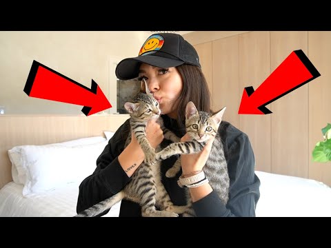 FIRST WEEK WITH NEW KITTENS // DAY IN THE LIFE OF A CAT MOM!!