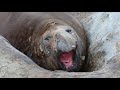 Elephant Seal Sneeze