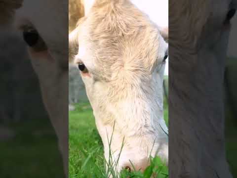 , title : 'şu kızın güzelliğine, nasıl karın doyurduğuna bakar mısınız:)#cow #şarole #Charolais#inek#milk#sinop'