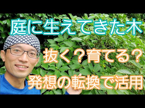 木の根元に灰を置いてもいいでしょうか？何のために ？特典＋申込方法  庭園