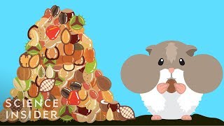 How Hamsters Can Stuff So Much Food In Their Cheeks