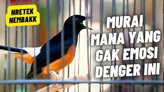 Download lagu MURAI BATU GACOR FULL ISIAN TEMBAKAN MEWAH SANGAT AMPUH MEMANCING MURAI BATU EMOSI BONGKAR ISIAN mp3