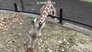 キリンの食事のシーン