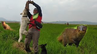 Download lagu HUNTING 7 MONSTER PESTS WITH HUNTING DOGS #shorts #viralvideo #hunting #animals mp3 Download lagu HUNTING 7 MONSTER PESTS WITH HUNTING DOGS #shorts #viralvideo #hunting #animals mp3