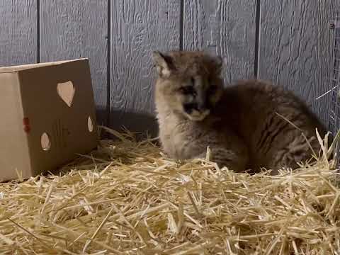 Strengthening Wildlife Veterinary Care
