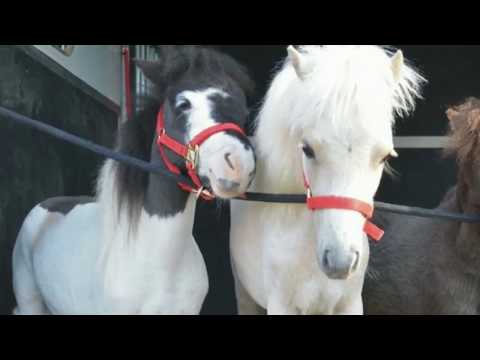 Rose Parade 2019 Equestrians : Tournament of Roses Parade